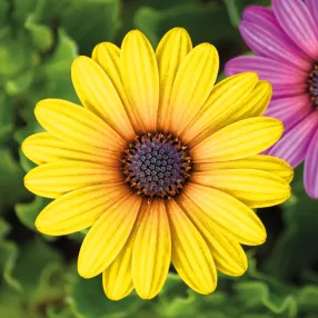   Garden of Eden 11695 Kerti dekoráció - virág - 7,5 cm - 4 db / csomag