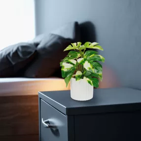   11892B Műnövény dekoráció - filodendron - zöld/sárga - 20 x 8 cm